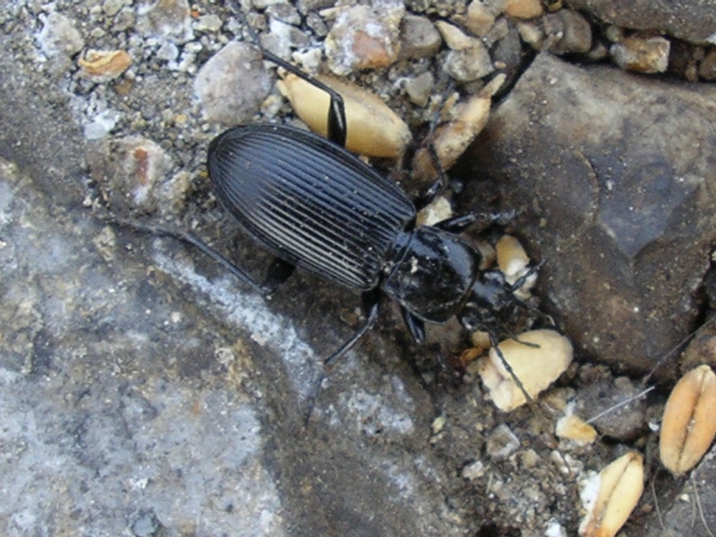 Carabidae da identificare: Pterostichus niger